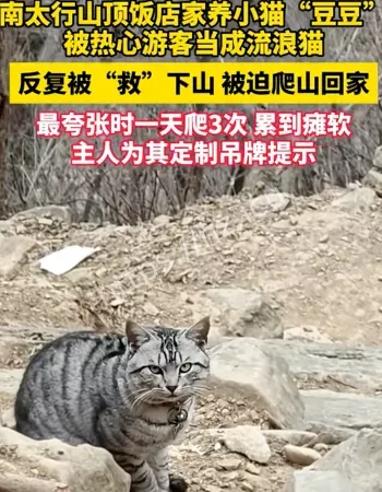 小猫被当流浪猫