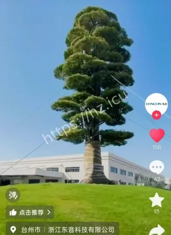 企业给罗汉松防台风